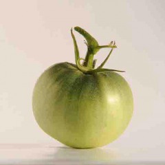 ABRAHAM_LINCOLN_tomate