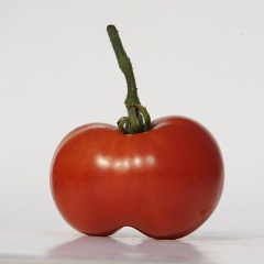 ACME_tomate