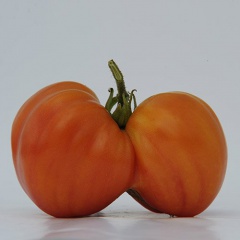 ALLEGHANY-SUNSET_tomate