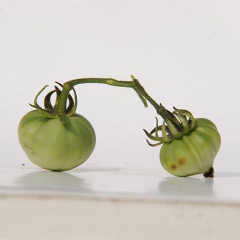 AMISH_POTATO_LEAF_tomate