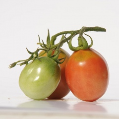AMISH_SALAD_tomate