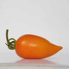 ANDINE_JAUNE_tomate
