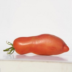 ANDINE_ROSE_tomate