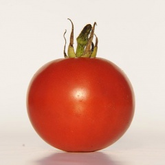 APPLE_TREE_tomate