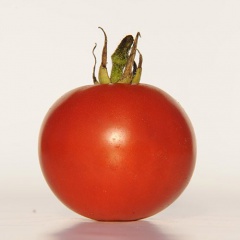 APPLE_TREE_tomate