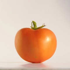 ARKANSAS_TRAVELER_tomate