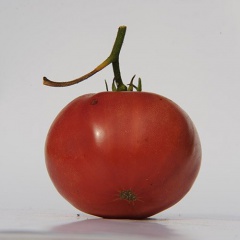 AUNT_GINNY_S_PURPLE_tomate