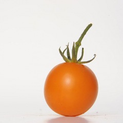 AURIGA_tomate