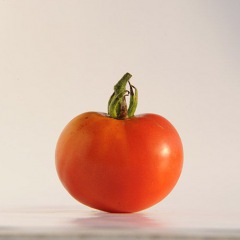 AURORA_tomate