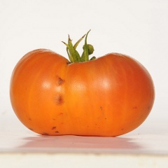 AZOYCHKA_RUSSIAN_tomate