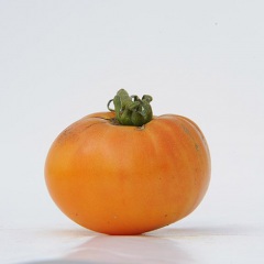 BARNES_MOUTAIN_YELLOW_tomate