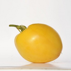 BASINGA_tomate
