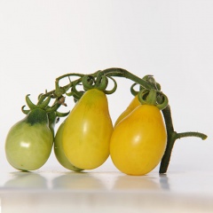 BERN'S YELLOW PEAR