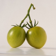 GREEN_GRAPE