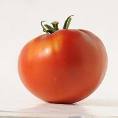INGEGNOLI_GIGANTE