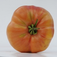 LARGE_PINK_BULGARIAN