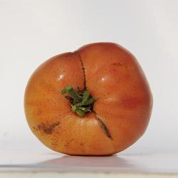 AMANA ORANGE